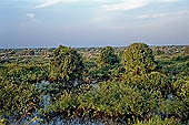 Tonle Sap - Prek Toal 'bird sanctuary' - large colonies of water birds congregates on the inundated forest